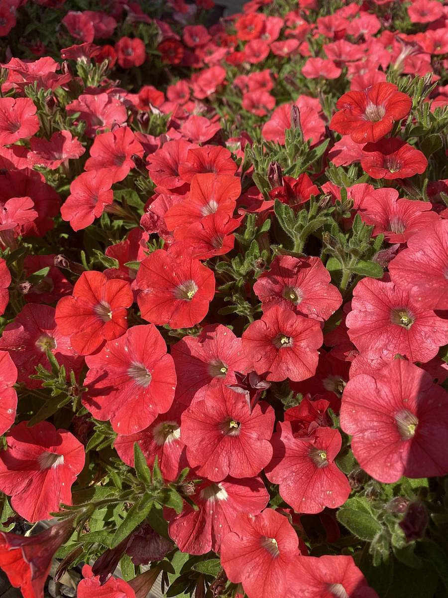 петуния "Адель" F1 каскадная-ампельная тёмно-коралловая